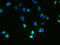 Solute Carrier Family 35 Member B4 antibody, LS-C378967, Lifespan Biosciences, Immunofluorescence image 