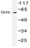 Protein DBF4 homolog A antibody, AP20463PU-N, Origene, Western Blot image 