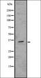 Homeobox protein SIX2 antibody, orb336663, Biorbyt, Western Blot image 