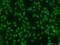 Small Ubiquitin Like Modifier 2 antibody, 10947-1-AP, Proteintech Group, Immunofluorescence image 