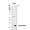 C-C Motif Chemokine Ligand 26 antibody, AF653, R&D Systems, Western Blot image 