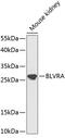 Biliverdin Reductase A antibody, 19-153, ProSci, Western Blot image 