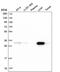 Fumarylacetoacetate Hydrolase Domain Containing 2A antibody, PA5-59889, Invitrogen Antibodies, Western Blot image 