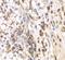 SRSF Protein Kinase 1 antibody, FNab08237, FineTest, Immunohistochemistry paraffin image 