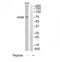 Hormonally Up-Regulated Neu-Associated Kinase antibody, TA315410, Origene, Western Blot image 