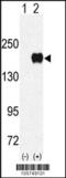 Euchromatic Histone Lysine Methyltransferase 1 antibody, 55-389, ProSci, Western Blot image 