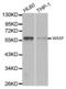 WASP antibody, AHP2539, Bio-Rad (formerly AbD Serotec) , Western Blot image 