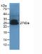 Adiponectin, C1Q And Collagen Domain Containing antibody, MBS2003882, MyBioSource, Western Blot image 