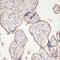 PYD And CARD Domain Containing antibody, 16-706, ProSci, Immunohistochemistry frozen image 