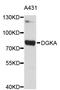 Diacylglycerol Kinase Alpha antibody, STJ23372, St John