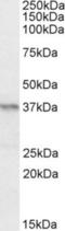Paired box protein Pax-4 antibody, NBP1-49863, Novus Biologicals, Western Blot image 