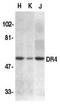TNF Receptor Superfamily Member 10a antibody, AHP438, Bio-Rad (formerly AbD Serotec) , Western Blot image 