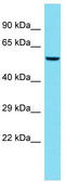 RB Binding Protein 4, Chromatin Remodeling Factor antibody, TA342252, Origene, Western Blot image 
