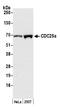 Cell Division Cycle 25A antibody, A300-075A, Bethyl Labs, Western Blot image 