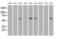Nuclear Receptor Binding Protein 1 antibody, MA5-24926, Invitrogen Antibodies, Western Blot image 