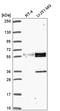 Phosphatidylserine receptor antibody, HPA059156, Atlas Antibodies, Western Blot image 