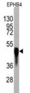 Htk antibody, abx025548, Abbexa, Western Blot image 