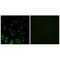 Ribosomal Protein S4 X-Linked antibody, A09096, Boster Biological Technology, Immunofluorescence image 