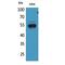 Dipeptidyl Peptidase 7 antibody, LS-C386887, Lifespan Biosciences, Western Blot image 