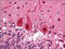 COP9 Signalosome Subunit 5 antibody, AM06041PU-N, Origene, Immunohistochemistry frozen image 