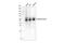 Angiotensinogen antibody, 79299S, Cell Signaling Technology, Western Blot image 