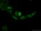 Protein Regulator Of Cytokinesis 1 antibody, 15617-1-AP, Proteintech Group, Immunofluorescence image 
