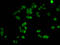 Histone H1.1 antibody, LS-C673368, Lifespan Biosciences, Immunofluorescence image 