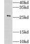 CKLF Like MARVEL Transmembrane Domain Containing 8 antibody, FNab01788, FineTest, Western Blot image 
