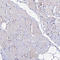 Transient Receptor Potential Cation Channel Subfamily V Member 2 antibody, HPA044993, Atlas Antibodies, Immunohistochemistry frozen image 