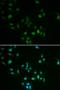 BCL2 antibody, LS-C332263, Lifespan Biosciences, Immunofluorescence image 