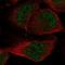 Solute Carrier Family 33 Member 1 antibody, HPA060345, Atlas Antibodies, Immunofluorescence image 