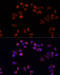 ADP/ATP translocase 1 antibody, 15-839, ProSci, Immunofluorescence image 