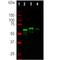 Internexin Neuronal Intermediate Filament Protein Alpha antibody, NB300-139, Novus Biologicals, Western Blot image 