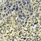 Sirtuin 7 antibody, orb340718, Biorbyt, Immunohistochemistry paraffin image 