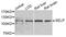 Zinc Finger Protein 770 antibody, A1425, ABclonal Technology, Western Blot image 