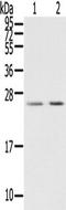 MIG7 antibody, TA351401, Origene, Western Blot image 