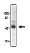 C-C Motif Chemokine Receptor 8 antibody, MBS396066, MyBioSource, Western Blot image 
