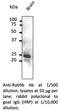 RAB9B, Member RAS Oncogene Family antibody, AB0026-200, SICGEN, Western Blot image 