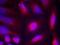 Neurotrophic Receptor Tyrosine Kinase 1 antibody, orb14989, Biorbyt, Immunofluorescence image 