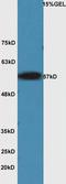 Sperm Associated Antigen 17 antibody, orb158472, Biorbyt, Western Blot image 