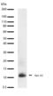 Apolipoprotein A2 antibody, 701236, Invitrogen Antibodies, Western Blot image 