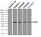Serine/threonine-protein kinase Nek6 antibody, LS-C114648, Lifespan Biosciences, Immunoprecipitation image 