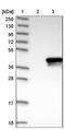ZW10 Interacting Kinetochore Protein antibody, NBP1-82869, Novus Biologicals, Western Blot image 