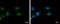 Adenosine Deaminase RNA Specific B1 antibody, GTX114237, GeneTex, Immunofluorescence image 