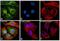 Mouse IgG1 antibody, A-21121, Invitrogen Antibodies, Immunofluorescence image 