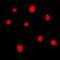 Mortality factor 4-like protein 1 antibody, orb318876, Biorbyt, Immunofluorescence image 