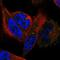 Electron Transfer Flavoprotein Regulatory Factor 1 antibody, HPA044255, Atlas Antibodies, Immunofluorescence image 