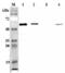 Alpha-ketoglutarate-dependent dioxygenase FTO antibody, ALX-210-493-C100, Enzo Life Sciences, Western Blot image 