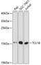 SYN1 antibody, GTX66122, GeneTex, Western Blot image 