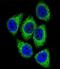DEK Proto-Oncogene antibody, GTX80509, GeneTex, Immunofluorescence image 